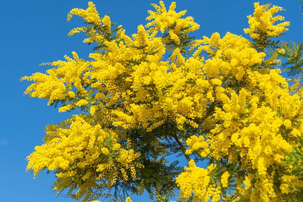 Mimoza